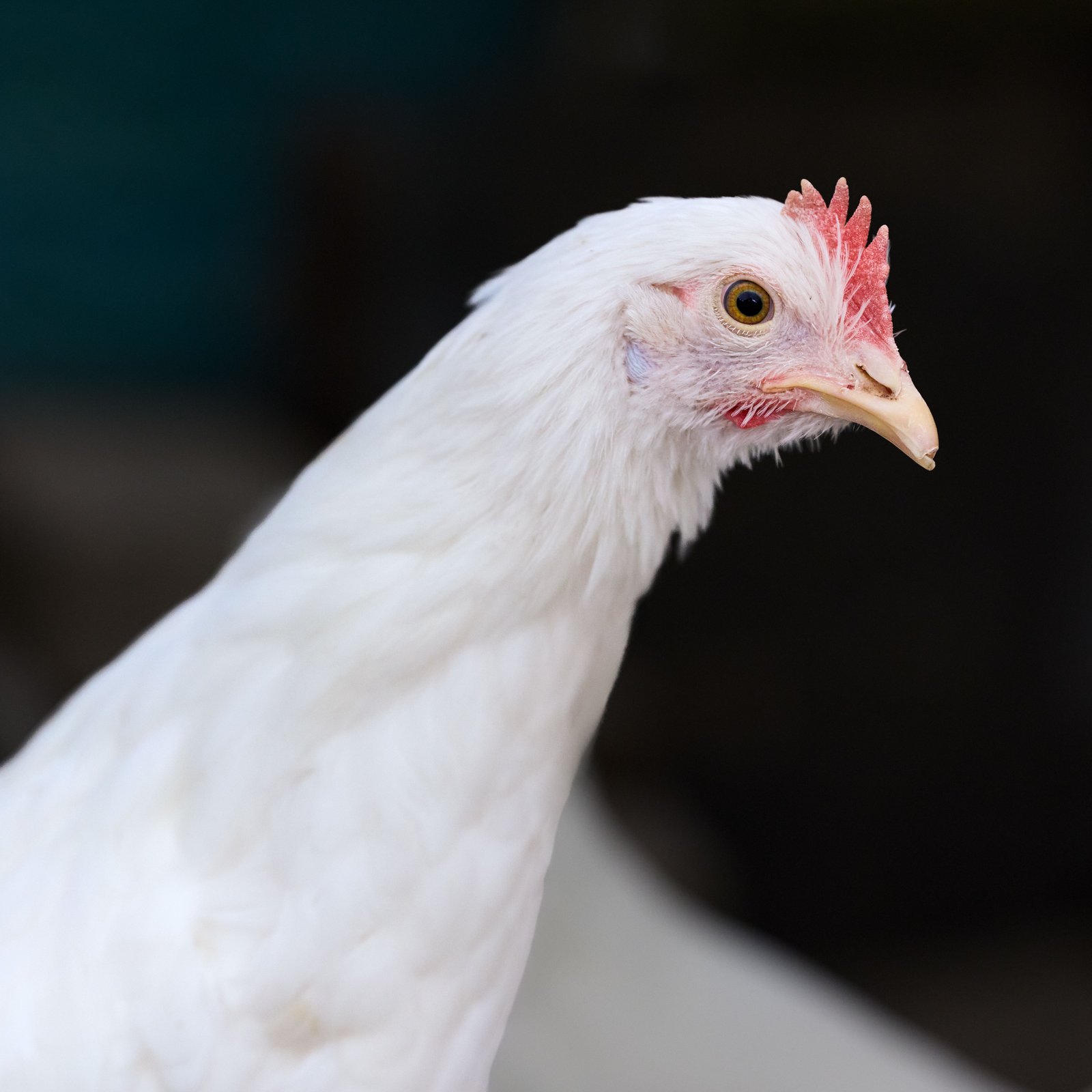 Piensos para avicultura, gallinas ponedoras y pollos