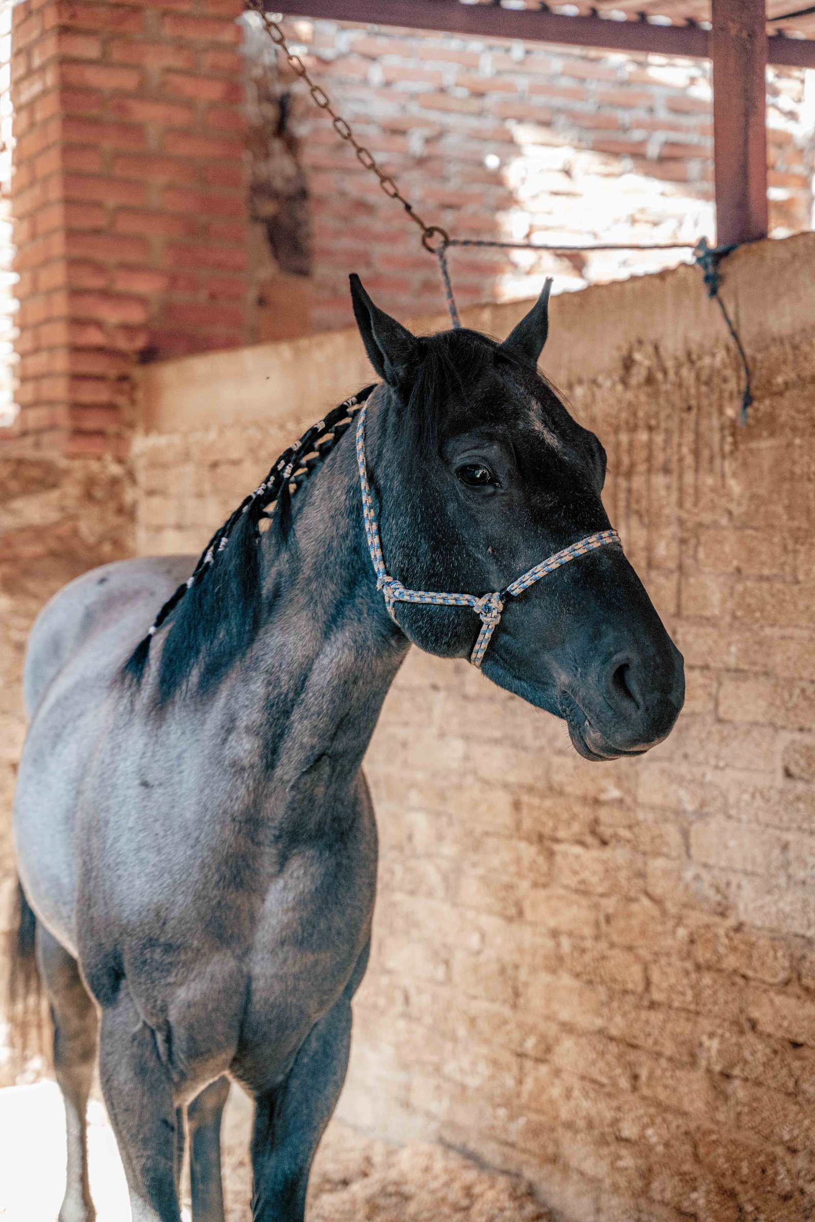 Piensos y complementos para caballos