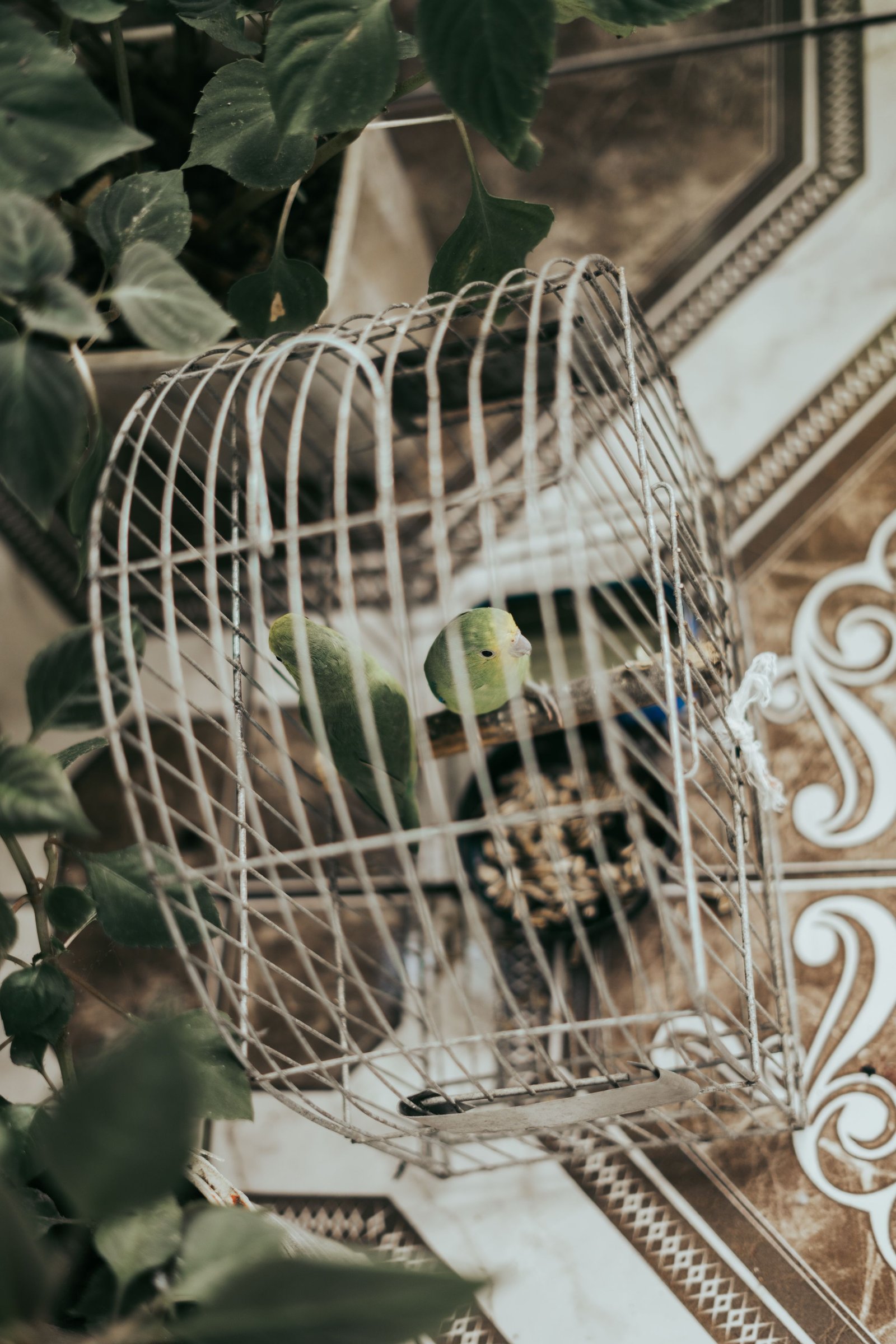 Jaulas y accesorios para pájaros