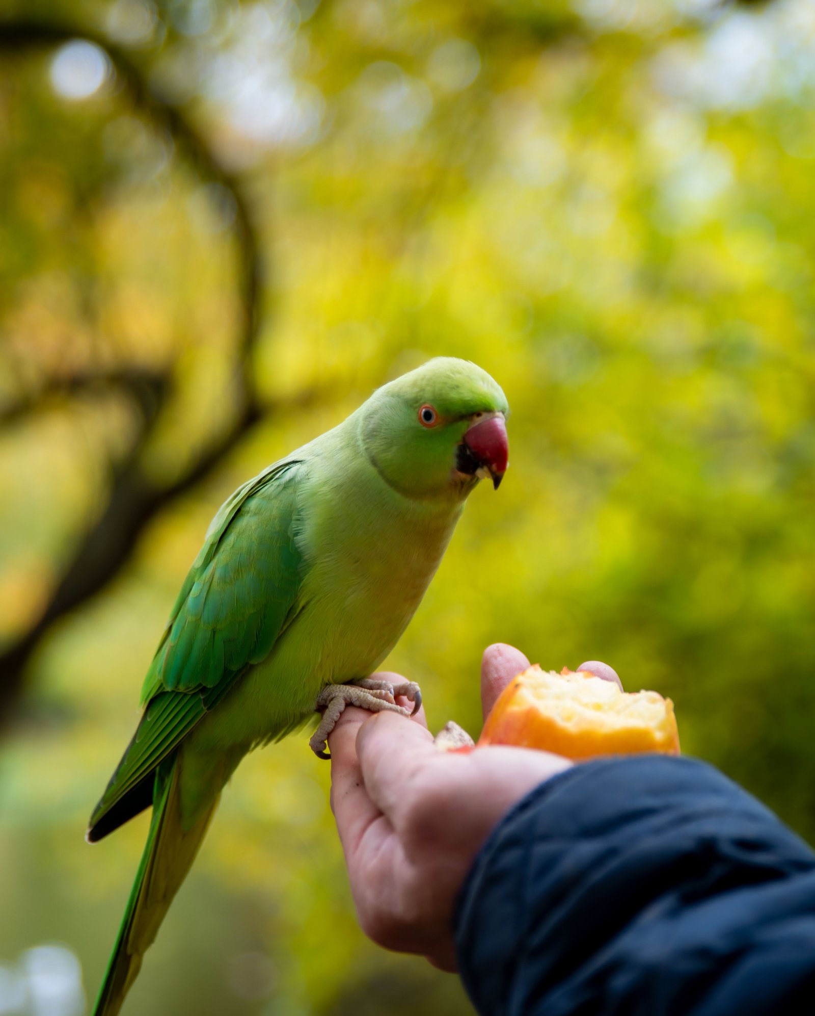 Mezclas de semillas para canarios, periquitos y otras aves
