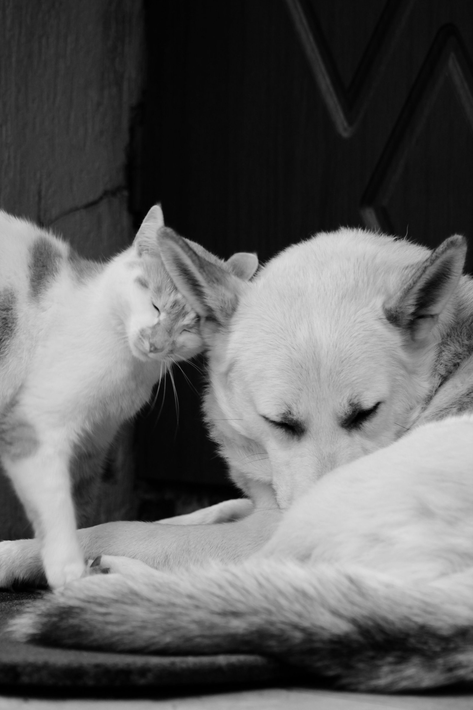 Perro y gato juntos, alimentación Piensos La Huerta en Abanilla